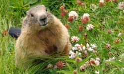 The groundhog, aka woodchuck, which does not actually like to eat wood.