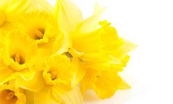 Sunny yellow daffodils make a great gift.
