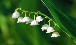 Delicate lily of the valley makes a big statement with a little bloom.