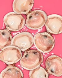 oysters on pink background