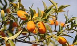 If you can't afford to go all organic, should you put your money where your kumquats are?