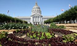 An organic garden at San Francisco's City Hall features leafy greens.