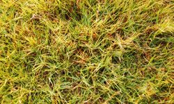 carpet grass