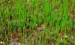 fescue seedlings