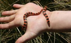 Hand holding snake