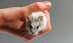 Taking care of a few mice in a cage is a classic example of a child's first pet.