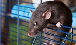 Domesticated rats are often overlooked, but they can make great pets for kids.