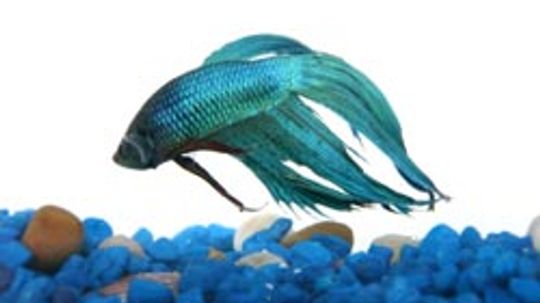 How to Breed Betta Fish