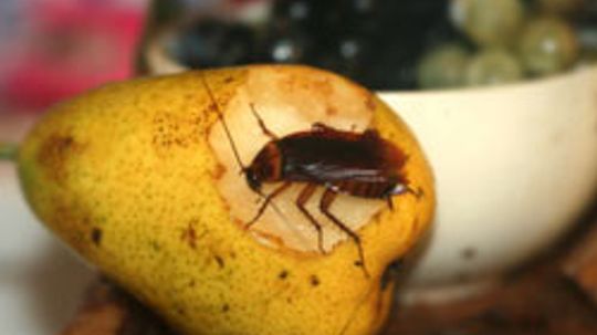 10 Easy Tips to Terminate Indoor Insect Invasions