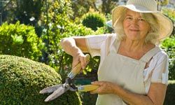 senior woman in hat trimming hedges