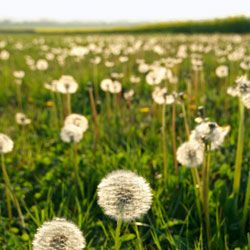 Dandelions are often viewed as weeds, but they're actually quite beautiful.