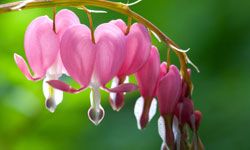 Bleeding heart doesn't require much sunlight to grow its delicate blossoms.