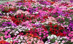 Impatiens are a gorgeous solution to filling the gaps in your low-light garden.