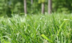 Bermuda grass is popular for golf greens, parks and yards.