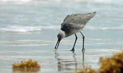 Willet fishing on Padre Island National Seashore