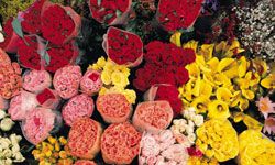 flower bouquets