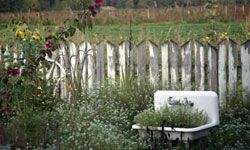 Adding a sink will undoubtedly make your garden more unique, but it's important to still keep your plant growth in check. 