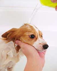 If you have pet allergies, frequent bathing can help lessen your exposure to their dander.