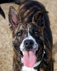 Pit bull with tongue hanging out