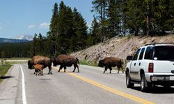 Bison crossing the road in Yellowstone National Park