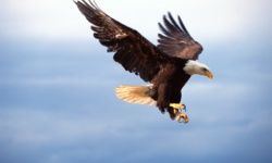 If this bald eagle is pursuing the American Dream, we'd wager he's pretty close to reaching it.