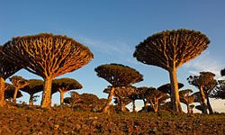 These uniquely-shaped dragon's blood trees are common on Socotra Island.