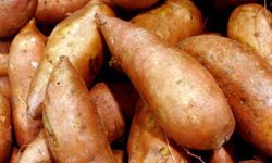 A sweet potato heated in the oven for a few hours can taste like candy, but it still retains its health benefits.