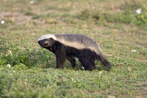 It's time to figure out just how smart honey badgers really are, Animal  Behaviour