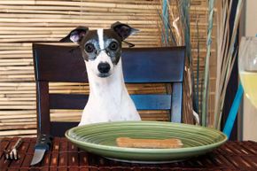 This dog brandishes a bit of self-control before he begins dining.