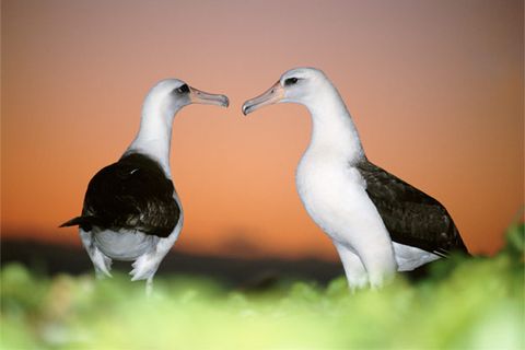 10 Surprising Behaviors in Nonhuman Animals | HowStuffWorks