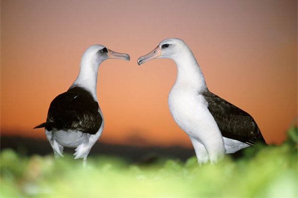 pair of Laysan albatrosses
