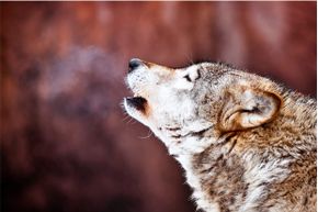 Rather than howl with the group, wolves may bay alone after a death in the pack occurs.