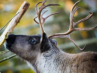 caribou smelling