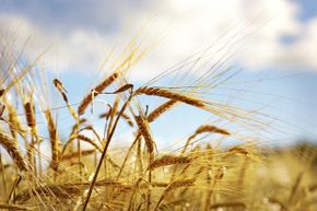 That crop of wheat is the result of a series of scientific and technical breakthroughs.