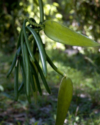 This is what vanilla beans looks like before they're dried and harvested.