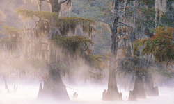 The unique scent of cypress is used in many popular fragrances for both men and women.  