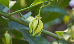 The flowers of the ylang-ylang tree are as fragrant as they are unique.