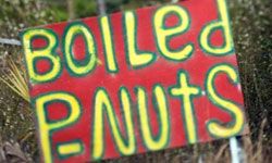 boiled peanuts