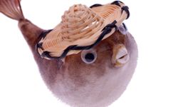 Do you really need to keep that stuffed, hat-wearing puffer fish souvenir?