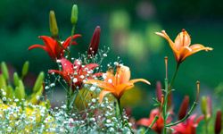 Beautiful spring flowers growing outdoors.