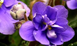 Purple African violets blooming outdoors.