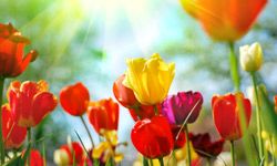 Red, yellow, and purple tulips gaze up toward the sun's rays.