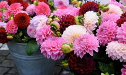 Several buckets full of pink, red, and white dahlia flowers.