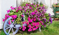 An overgrowth of pink petunias blooming on an outdoor trellis.