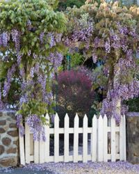 Purple wisteria flowers cascading over a white picket fence and stone wall.