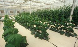 Inside a commercial hydroponic facility.