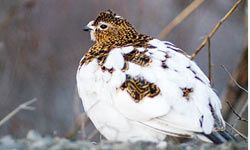 ptarmigan