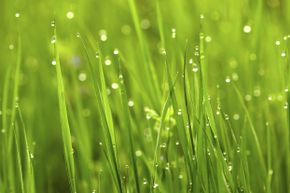 Just admire the beauty of wet grass. Don't cut it.