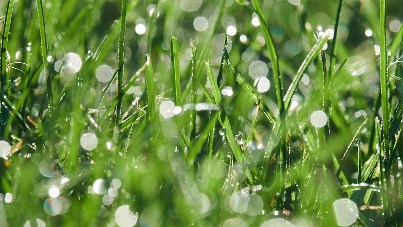 Is ok to cut wet online grass