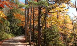 trail changing leaves